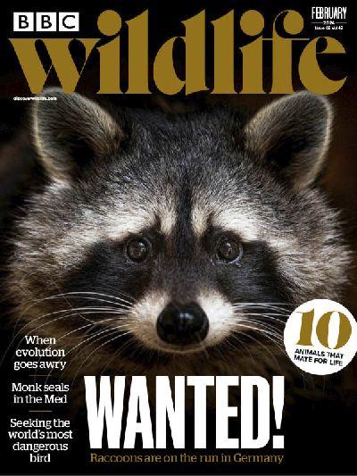 BBC-Wildlife-Magazine-February-2024.jpg